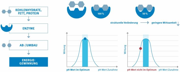 Enzymatische Funktion bei optimalem pH-Wert und pH-Abnahme mit negativen Auswirkungen auf die Wirksamkeit