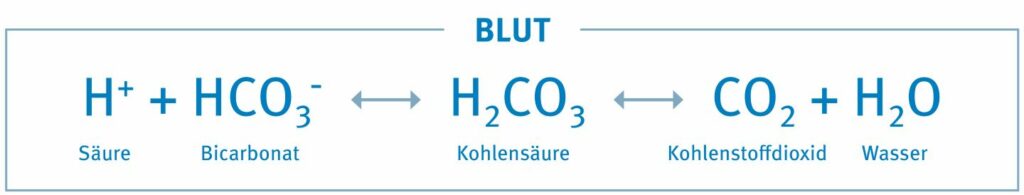 Regulierung des Säure-Basen-Haushalts | Säure-Basen-Forum