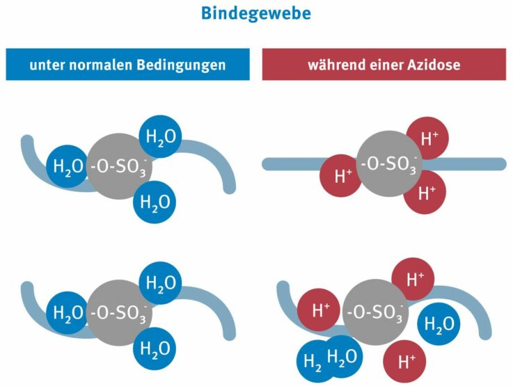 Struktur des Bindegewebes