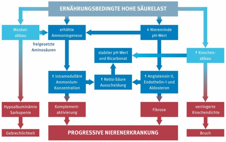 Hohe ernährungsbedingte Säurelast beeinflusst Fortschreiten von CKD durch verschiedene Mechanismen