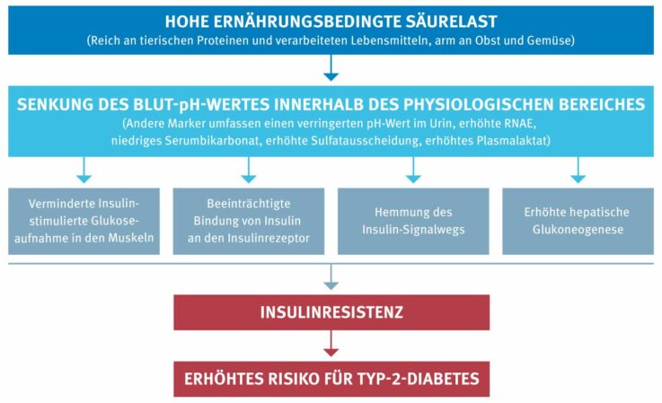 Eine hohe ernährungsbedingte Säurelast steigert das Risiko über verschiedene Mechanismen Typ-2-Diabetes zu entwickeln