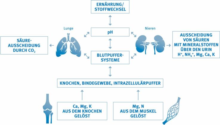 Parameter und Organe, die an der Aufrechterhaltung des physiologischen pH-Wertes im Blut beteiligt sind